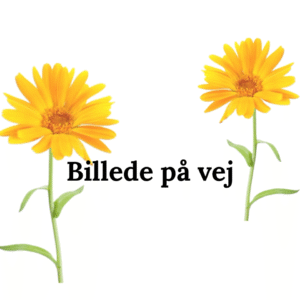 Morgenfruesalve 120 ml.